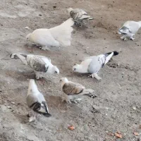 کبوتر فروشی