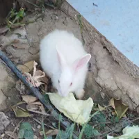 خرگوش