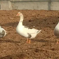 غاز تخم گذار