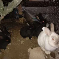 فروش فوق العاده بچه خرگوش با قیمت استثنایی