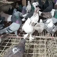 کفتر طلا به شرط