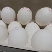 تخم مرغ