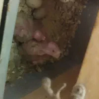 فروش عروس هلندی