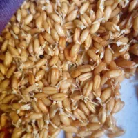 کوتوله و عروس وقفس|پرنده|قم, نیروگاه|دیوار