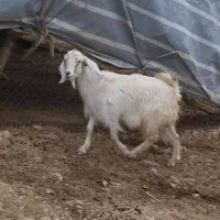 فروش بز چپر