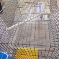 قفس|لوازم جانبی حیوانات|قم, شهرک امام حسین|دیوار