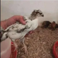 جوجه مرغ بومی قلم سبز 40 روزه (دستگرد برخوار)|حیوانات مزرعه|اصفهان, دستگرده|دیوار