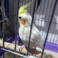 عروس هلندی بالغ|پرنده|بومهن, |دیوار