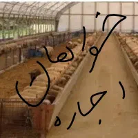 اجاره دامداری