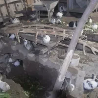 حدود ۷۰ تا خرگوش