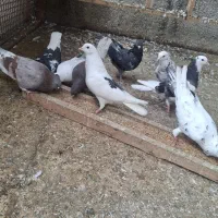 تعدادی کبوتر به شرط پرواز سنگین