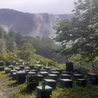 اگر زنبور داری بخون لطفا