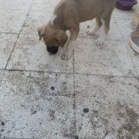 توله ماده ژرمن