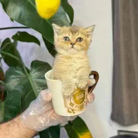 گربه cat اسکاتیش کیوت ۸۰ روزه با شناسنامه ، بریتیش