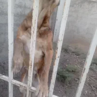 سگ نگهبان قوی با قیمت مناسب واگذار می شود|سگ|تهران, ایوانک|دیوار