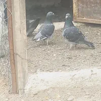 دوبر مسافت بلند