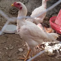 جوجه خروس ومرغ