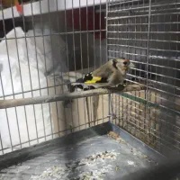 سهره معاوضه قناری سر خاکی|پرنده|محمدیه-قزوین, |دیوار