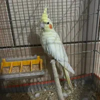 عروس هلندی معاوضه هم با پلاکی|پرنده|سیرجان, |دیوار