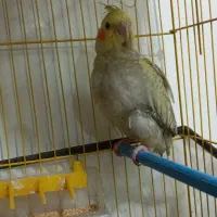 جوجه عروس هلندی|پرنده|تبریز, |دیوار