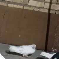 گمشده