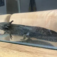 ماهی|ماهی|تهران, تاکسیرانی|دیوار