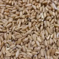 گندم بذری  برای کاشت دیم بهترین رقم ها|خدمات باغبانی و درختکاری|سراجو, |دیوار
