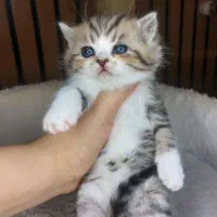 گربه کالیکو خاص و دلربا