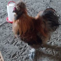 مرغ و خروس ابریشمی