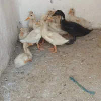 اردک ۶۵ روزه