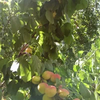 ویلا باغ تقی آباد ابتدای فرعی نصراباد|فروش خانه و ویلا|تفت, |دیوار