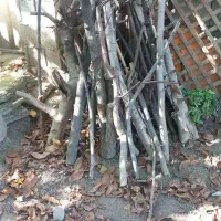 هیزم درختی|گل و گیاه طبیعی|آمل, |دیوار