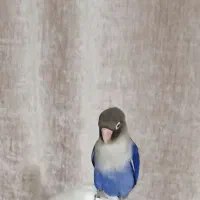 طوطی کوتوله زیبا|پرنده|بندرعباس, |دیوار