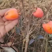 فروش نهال خرمالو با تمامی ارقام|خدمات باغبانی و درختکاری|خلخال, |دیوار