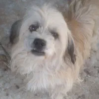 واگذاری سگ پاکوتاه ماده حرف گوش کن و بامزه