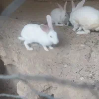 خرگوش 4ماهه باتخفیف|موش و خرگوش|شوشتر, |دیوار