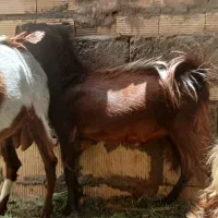 چندتا نری و بز چاق