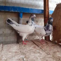 نر و ماده فروشی|پرنده|آران و بیدگل, |دیوار