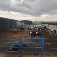 گاو شیری صنعتی درجه یک