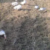 ۲۵ عددغازفروشی