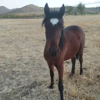 کره اسب نریان بدون اخلاق بد