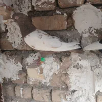 کفتر|پرنده|مشهد, مهدی آباد|دیوار