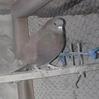 کبوت پرشی|پرنده|ابریشم, |دیوار