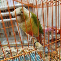 گرینجک نروماده