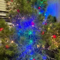 درخت کریسمس طبیعی