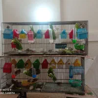 فنچ زبرا و کینگ مولد