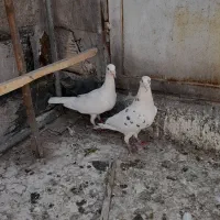 کبوتر پلاکی سرور سار و کبوتر پرشی جوجه مغلوف|پرنده|قم, ولیعصر|دیوار