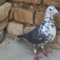 سینه سفید ماده با سینه سرخ ماده