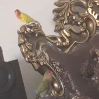 فروش یک جفت طوطی برزیلی