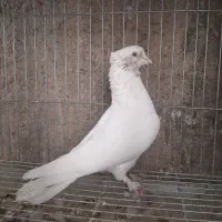 کبوتر پرشی